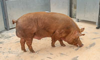 26 Tamworth Boar from Ardyne Organic Farms sold for £235